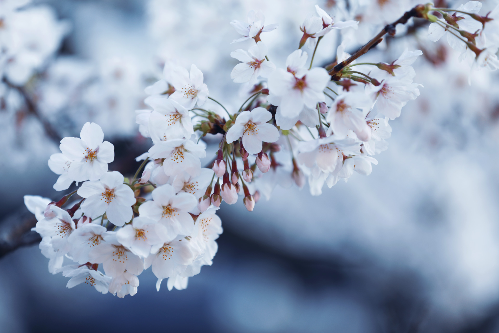 高解像度 白い桜 サクラ 3パターン Neo Himeism