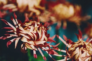 【高解像度】表裏の色が異なる菊（キク）（3パターン）