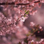 【高解像度】満開の夜桜（サクラ）（3パターン）