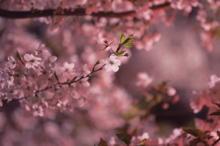 【高解像度】満開の夜桜（サクラ）（3パターン）