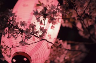 【高解像度】提灯と夜桜（サクラ）（3パターン）