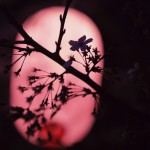 【高解像度】夜桜のシルエット（サクラ）（3パターン）