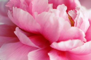 【高解像度】ピンク色の牡丹の花弁（ボタン）（3パターン）