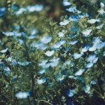 【高解像度】青いネモフィラの花畑（3パターン）