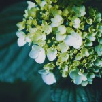 【高解像度】白緑色の紫陽花（アジサイ）（3パターン）