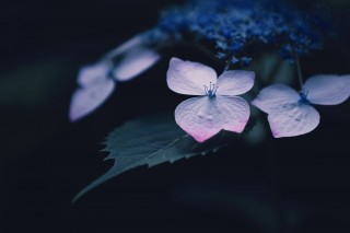 【高解像度】萼の先端がピンク色の紫陽花（アジサイ）（3パターン）