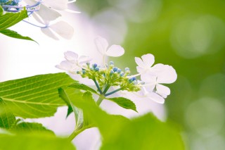 【高解像度】見上げる白い紫陽花（アジサイ）（3パターン）