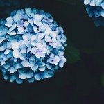 【高解像度】手毬咲きの紫陽花（アジサイ）（3パターン）