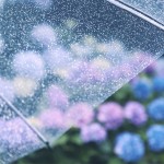 【高解像度】雨と紫陽花（アジサイ）（3パターン）