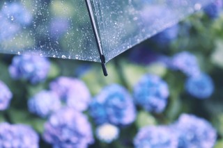 【高解像度】雨の日の紫陽花（アジサイ）（3パターン）