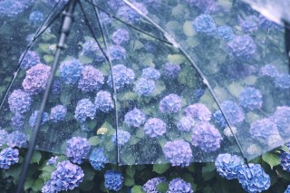 【高解像度】ビニール傘と満開の紫陽花（アジサイ）（3パターン）
