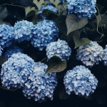 【高解像度】蔦の絡まる紫陽花（アジサイ）（3パターン）