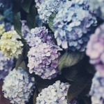 【高解像度】淡い色合いの紫陽花（アジサイ）（3パターン）