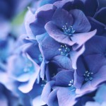 【高解像度】青紫色の紫陽花（アジサイ）（3パターン）