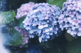 【高解像度】水泡と紫陽花（アジサイ）（3パターン）