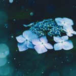 【高解像度】水と紫陽花（アジサイ）（3パターン）