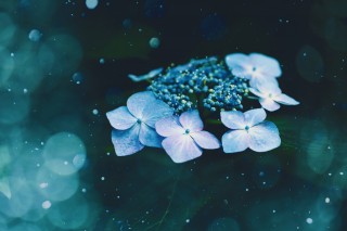 【高解像度】水と紫陽花（アジサイ）（3パターン）