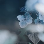 【高解像度】寂しげな紫陽花（アジサイ）（3パターン）