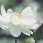 【高解像度】花弁が開ききった白い蓮（ハス）（3パターン）