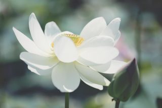 【高解像度】花弁が開ききった白い蓮（ハス）（3パターン）