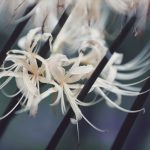 【高解像度】茎の間に咲く白花曼珠沙華（3パターン）