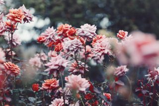 【高解像度】落ち着いた花色の満開の薔薇（バラ）（3パターン）