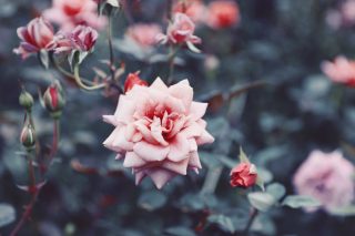 【高解像度】アンティークな雰囲気の薔薇（バラ）（3パターン）
