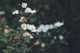 【高解像度】白い秋明菊（シュウメイギク）（3パターン）