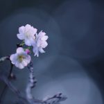 【高解像度】三輪の十月桜（ジュウガツザクラ）（3パターン）