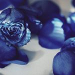 【高解像度】薄い日差しと青い薔薇（バラ）（3パターン）