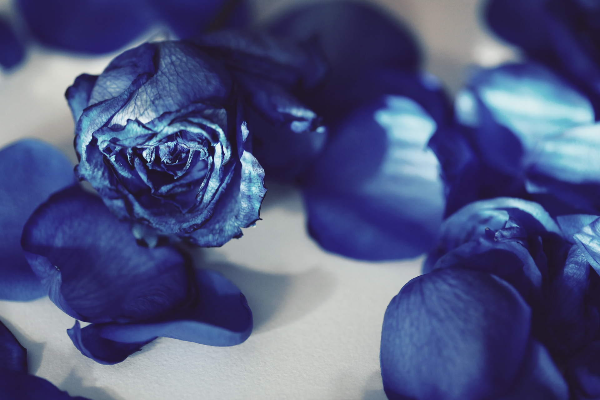 元の青い 薔薇 壁紙 Iphone すべての美しい花の画像