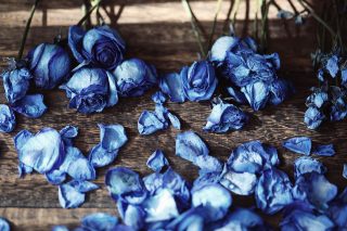 【高解像度】青い薔薇のドライフラワー（バラ）（3パターン）