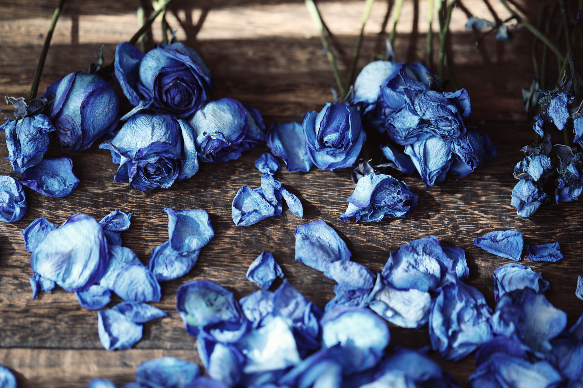 【高解像度】青い薔薇のドライフラワー（バラ）（3パターン） | NEO HIMEISM