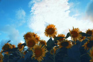 仰ぎ見る向日葵と空（3パターン）